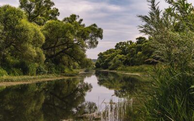 Les secrets du Marais Poitevin : Un guide complet pour explorer ce joyau écologique